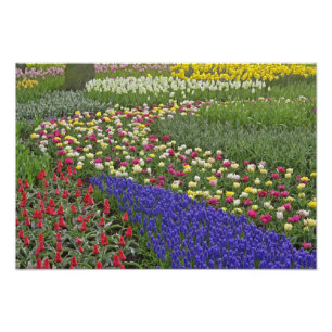 Gartengestaltung von Traubenhyazinthen und Tulpen, Fotodruck