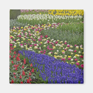 Gartengestaltung von Traubenhyazinthen und Tulpen, Magnet