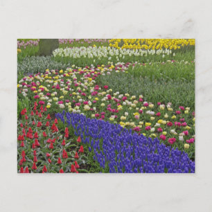 Gartengestaltung von Traubenhyazinthen und Tulpen, Postkarte