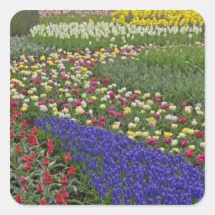 Gartengestaltung von Traubenhyazinthen und Tulpen, Quadratischer Aufkleber