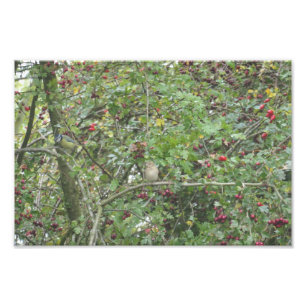Gartengrasmücke und Blaumeise Fotodruck