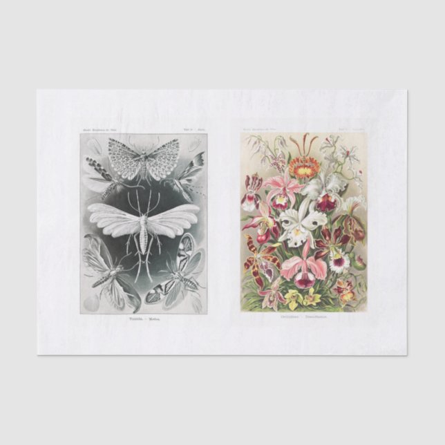Garteninsekt und Blumendecoupage Seidenpapier (Vorderseite)