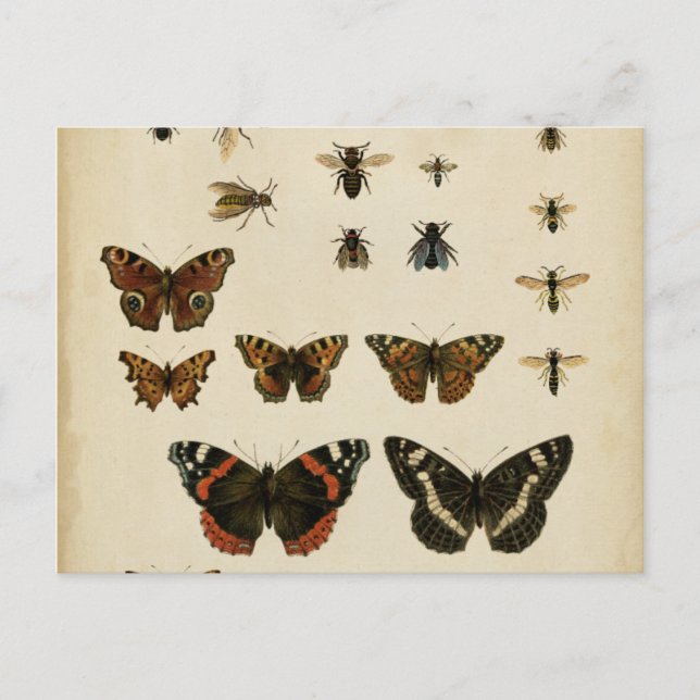 Garteninsekten von Vision Studio Postkarte (Vorderseite)
