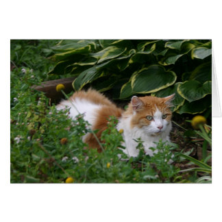 Gartenkatze