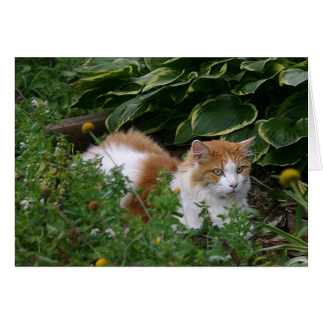 Gartenkatze (Vorderseite (Horizontal))