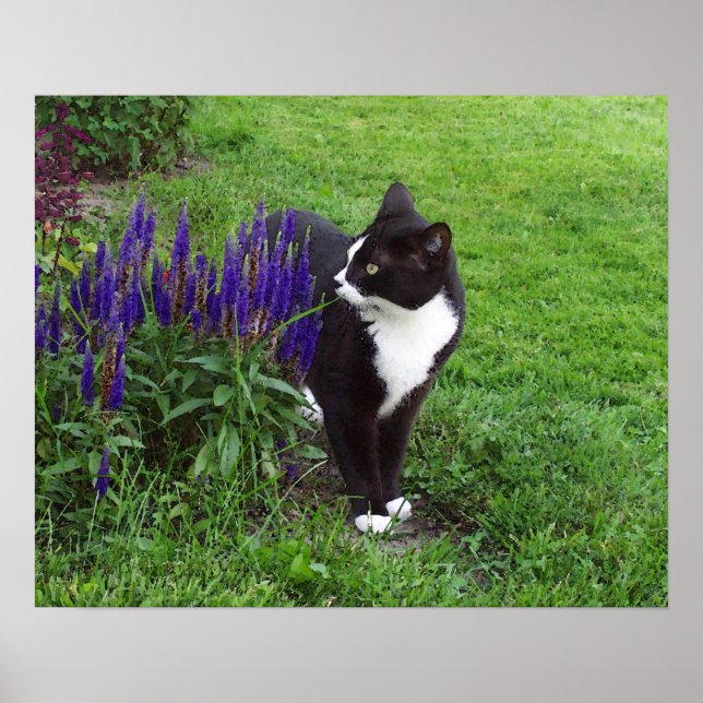 Gartenkatze Poster (Vorne)