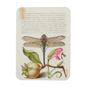 Gartenleben, Libelle, Birne, Nelke und Insekt Magnet