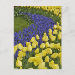 Gartenmuster aus Traubenhyazinthenblüten und Postkarte