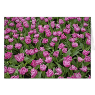 Gartenmuster aus Tulpen, Keukenhof-Gärten,