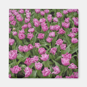 Gartenmuster aus Tulpen, Keukenhof-Gärten, Magnet