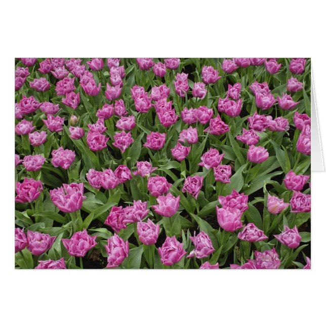 Gartenmuster von Tulpen, Keukenhof Gardens, (Vorderseite (Horizontal))