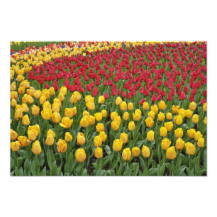 Gartenmuster von Tulpen, Keukenhof Gardens, 2 Fotodruck