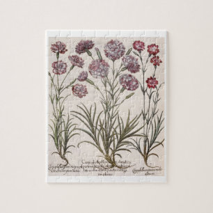 Gartennelken: flore 1.Caryophyllus majore; 2.