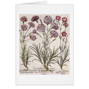 Gartennelken: flore 1.Caryophyllus majore; 2.