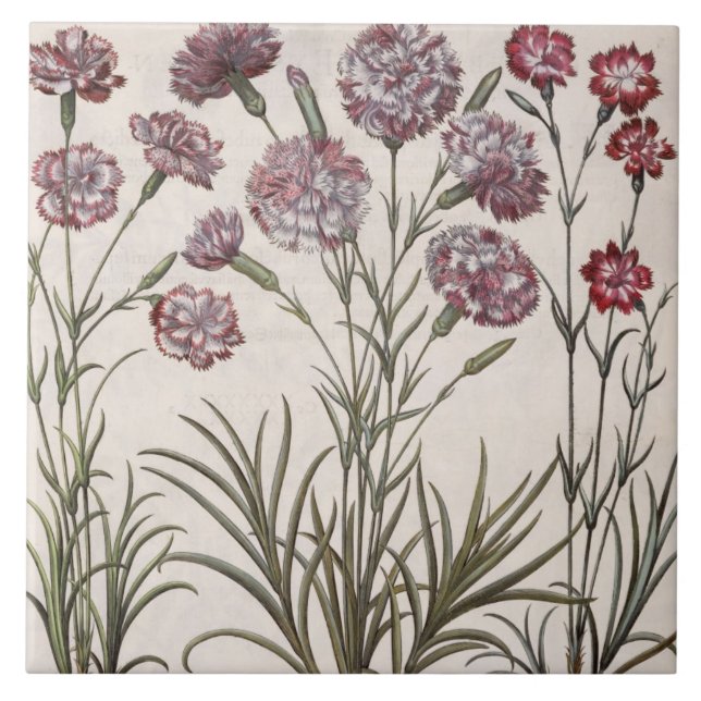 Gartennelken: flore 1.Caryophyllus majore; 2. Fliese (Vorderseite)