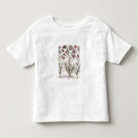 Gartennelken: flore 1.Caryophyllus majore; 2.