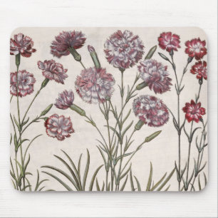 Gartennelken: flore 1.Caryophyllus majore; 2. Mousepad