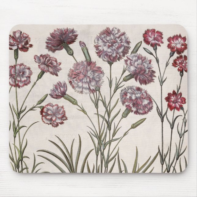 Gartennelken: flore 1.Caryophyllus majore; 2. Mousepad (Vorne)