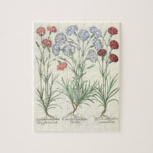 Gartennelken: Multiplexflore 1.Caryophyllus albo;