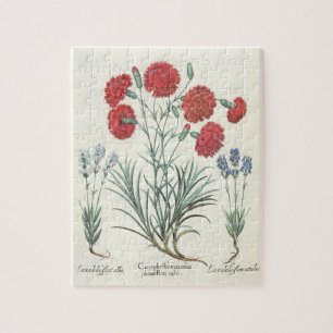 Gartennelken und Lavendel: 1.Caryophyllus maximus