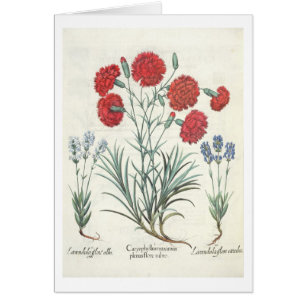 Gartennelken und Lavendel: 1.Caryophyllus maximus