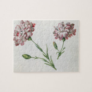 Gartennelken (w/c auf Papier)