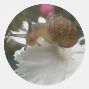 Gartenschnecke und Aufkleber für weiße Nelken