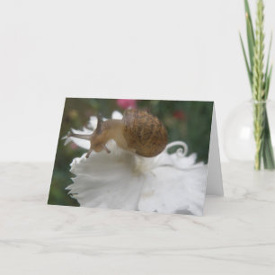 Gartenschnecke und weiße Nelke Grußkarte Karte