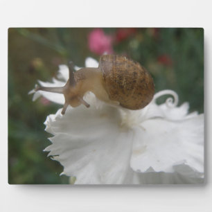 Gartenschnecke und Weiße Nelkenplatte Fotoplatte