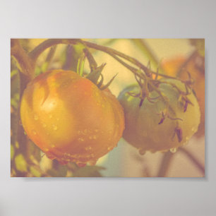 Gartentomaten Sommerernte Poster