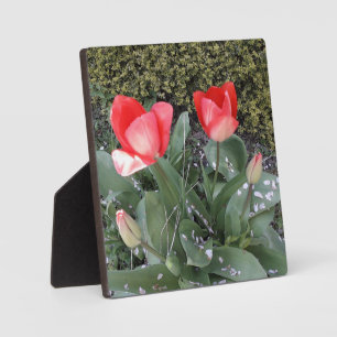 Gartentulis Fotoplatte