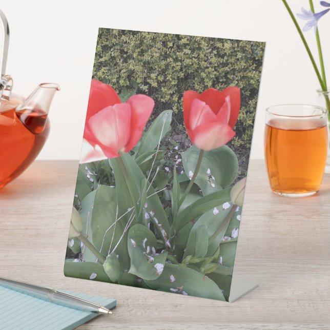 Gartentulis Sockelschild (In Situ)