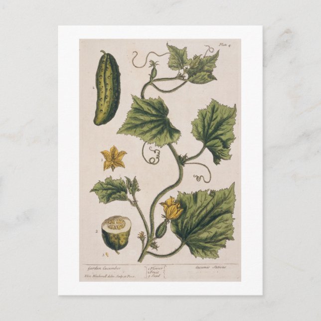 Gartenwürfel, Platte 4 von "A Curious Herbal", Postkarte (Vorderseite)