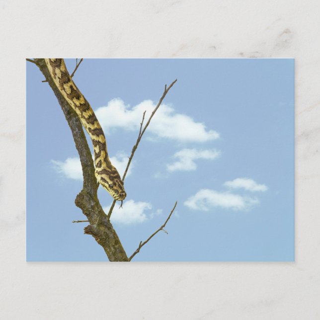 Garter Snake an der Limone gegen einen blauen Himm Postkarte (Vorderseite)