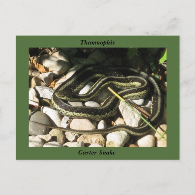 Garter Snake on Rocks (Green Border)-Thamnophis Postkarte (Vorderseite)