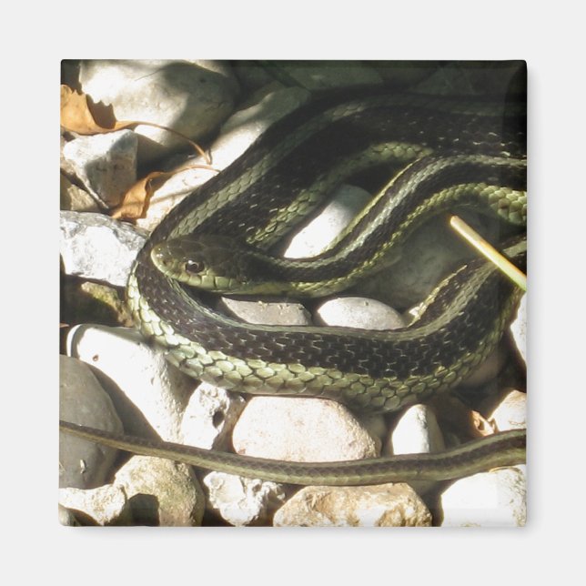 Garter Snake on Rocks Magnet (Vorne)