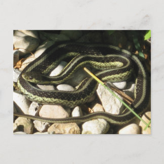 Garter Snake on Rocks Postkarte