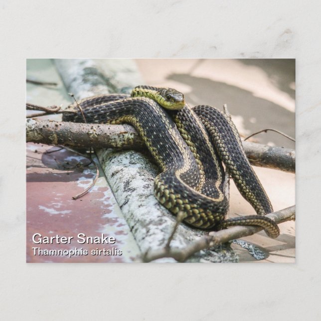 Garter Snake Postkarte (Vorderseite)