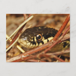 Garter Snake Postkarte