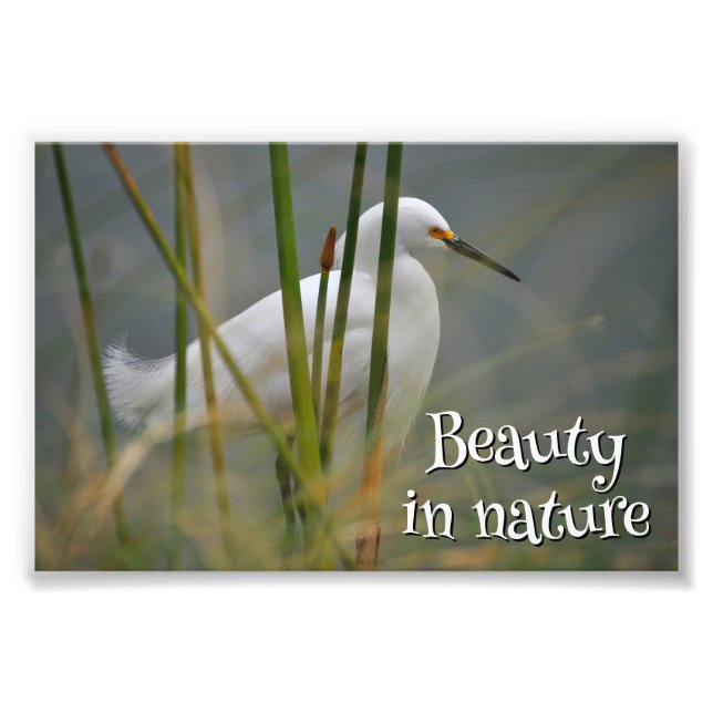 Garza blanca fotodruck (Vorne)