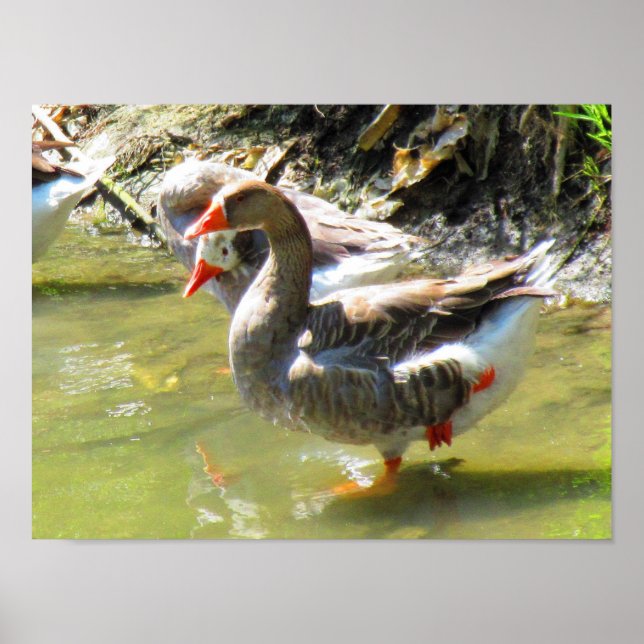 Gase sind flexibel poster (Vorne)