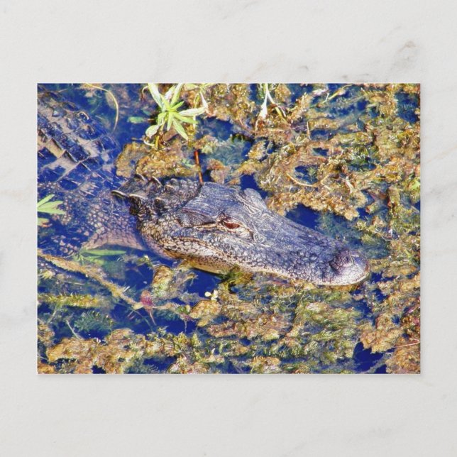 Gator Aligamps Postkarte (Vorderseite)