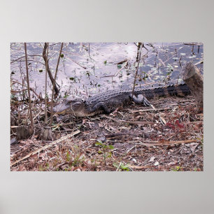 Gator an der Küste Poster