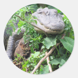 Gator-Aufkleber zusammenfassen Runder Aufkleber