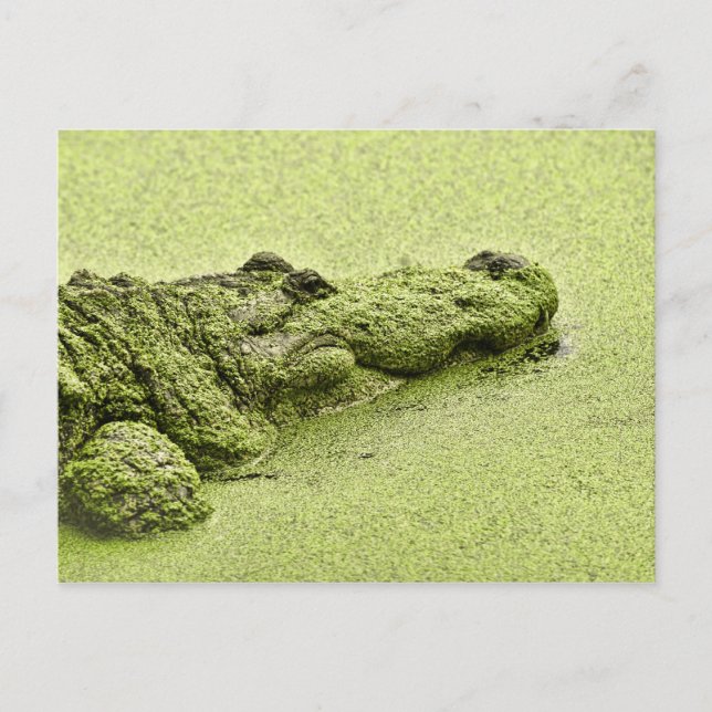 Gator - grün in Duckweed Postkarte (Vorderseite)