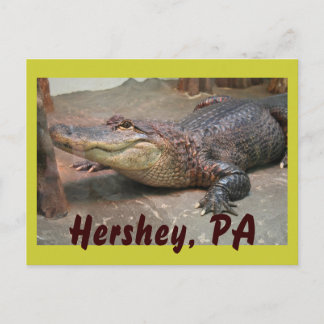 Gator Gruß von Hershey Postkarte