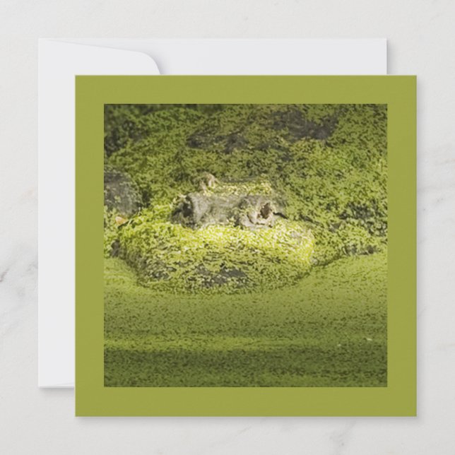 Gator Lurking in Duckweed Nature Fotografie Einladung (Vorderseite)