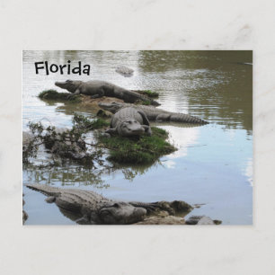 Gator Pond Postkarte