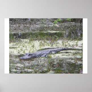 Gator Poster