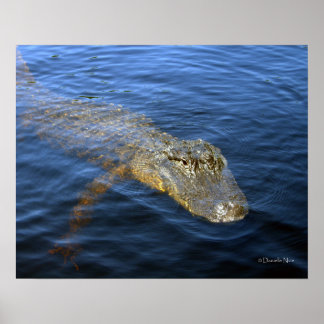 Gator Poster